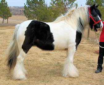 british horse breeds