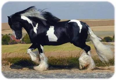 Rom Baro - gypsy horse stallion