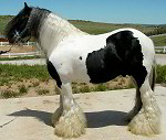 The Lion King - gypsy horse stallion