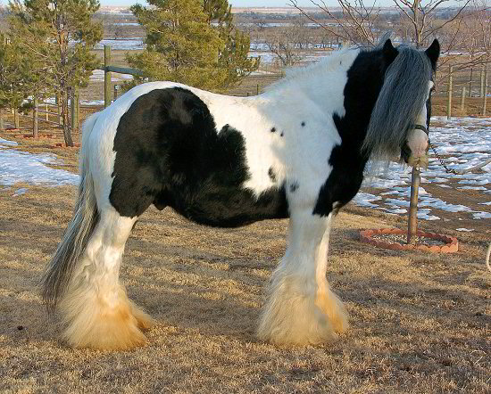 The Lion King - gypsy horse stallion