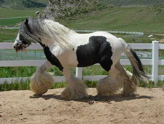 The Lion King - gypsy horse stallion