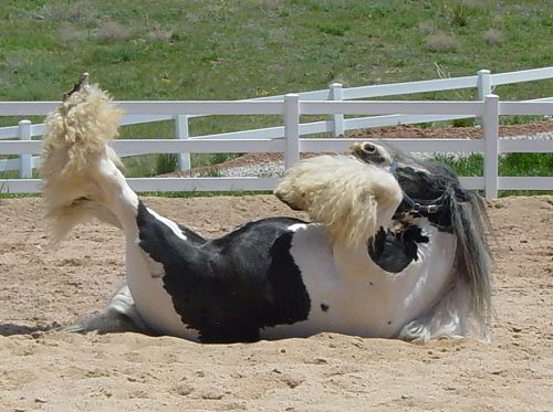 The Lion King - gypsy horse stallion