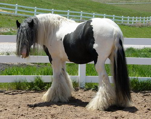 The Lion King - gypsy horse stallion