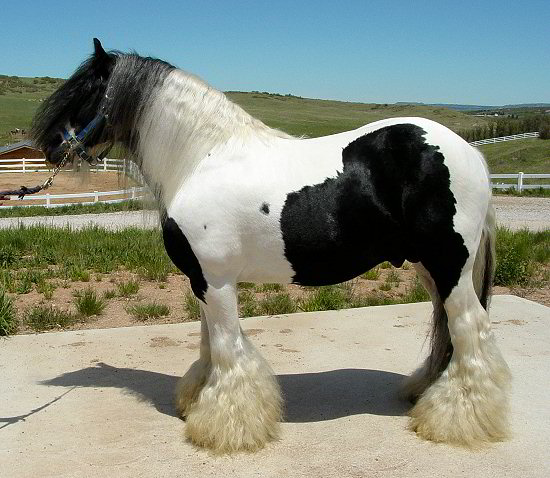 The Lion King - gypsy horse stallion