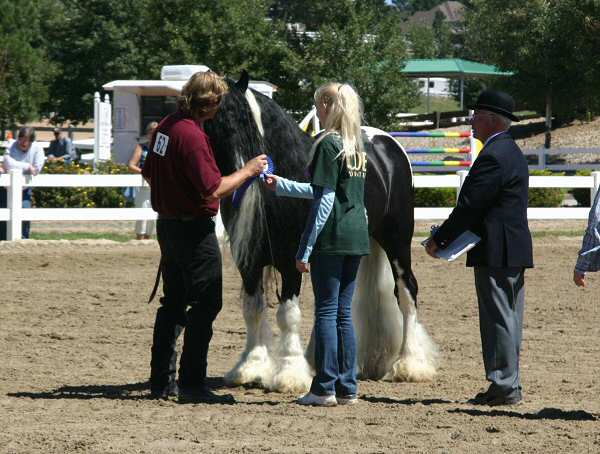 Rom Baro - gypsy horse stallion in show