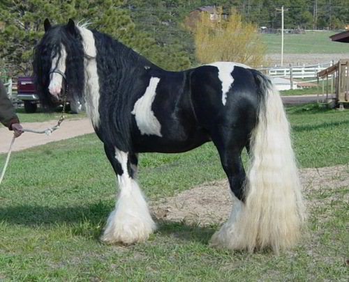 Rom Baro - gypsy horse stallion