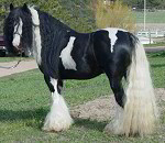 Rom Baro - Gypsy Horse stallion