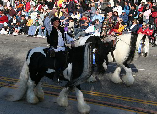 Rom Baro - gypsy horse stallion in rose parade