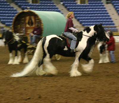 Rom Baro - gypsy horse stallion ridden