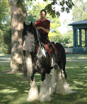 Rom Baro - gypsy horse stallion ridden