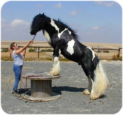 Rom Baro - gypsy horse stallion doing tricks