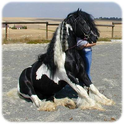 Rom Baro - gypsy horse stallion doing tricks