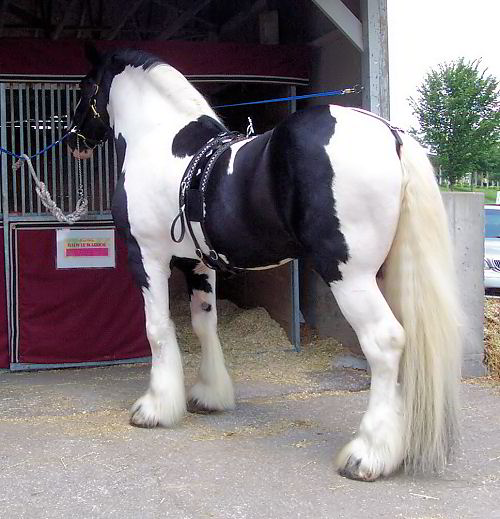 Galway Warrior - Drum Horse Stallion at Breyerfest