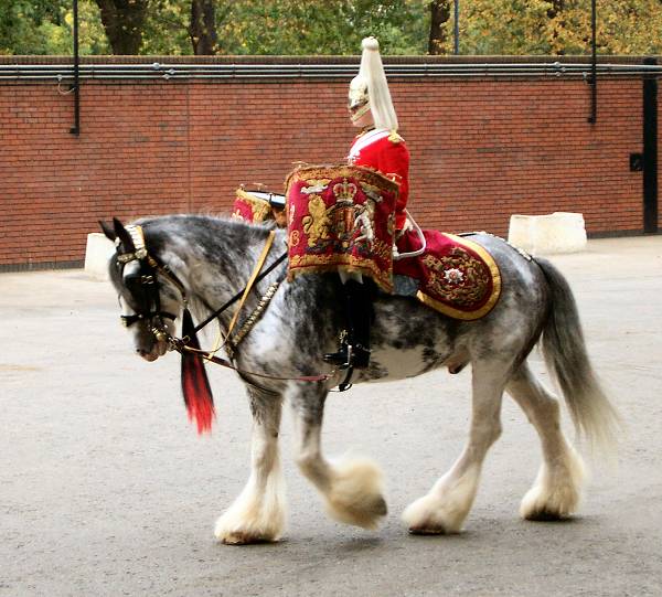 Constantine drum horse