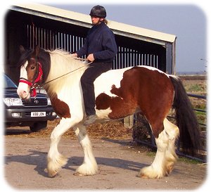 Drum horse mare Pippin