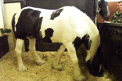 Drum horse Spartacus in stall