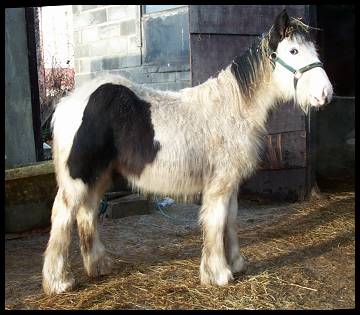 gypsy horse poor conformation