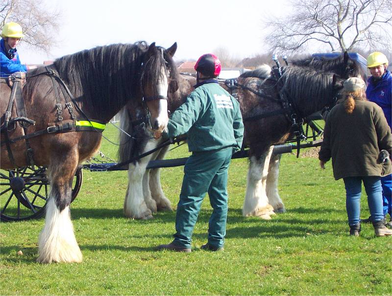 shires with burned feather