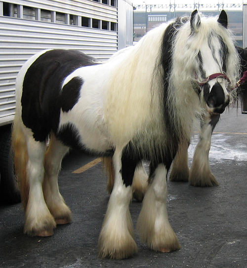 baby doll horse