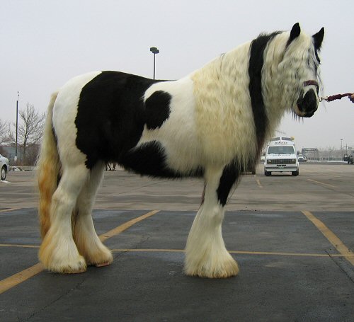 baby doll horse