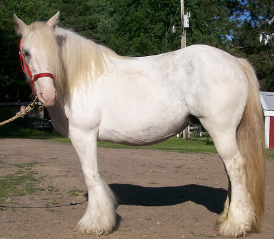 pretty white mare