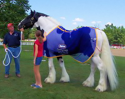 Galway Warrior - Drum Horse Stallion at Breyerfest