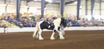 Galway Warrior - Drum Horse Stallion at Breyerfest