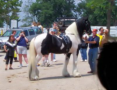 Galway Warrior - Drum Horse Stallion at Breyerfest