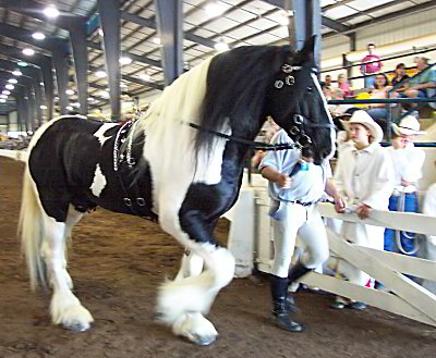 Galway Warrior - Drum Horse Stallion at Breyerfest