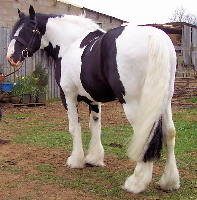 Galway Warrior - Drum Horse Stallion