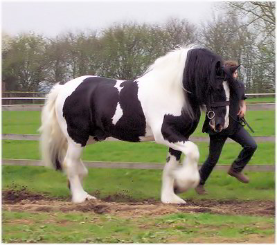 Galway Warrior - Drum Horse Stallion