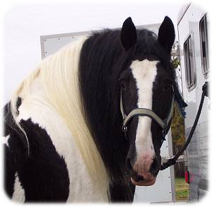 Galway Warrior - Drum Horse Stallion