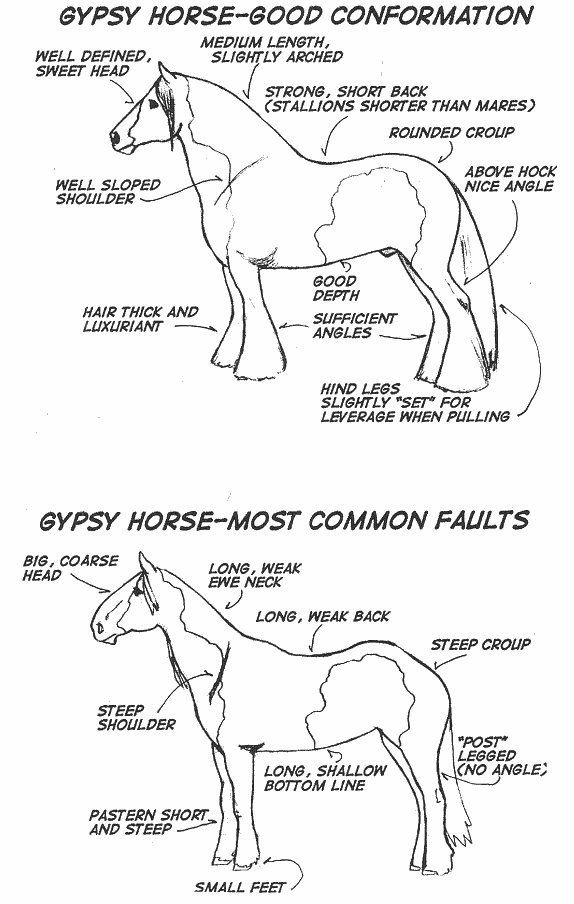 Quarter Horse Conformation Chart