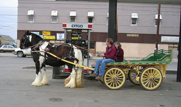 Gypsy horse Dinah at the gas pump